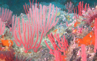 Colorful invertebrates cover a rocky habitat inside Sea Lion Gulch State Marine Reserve.